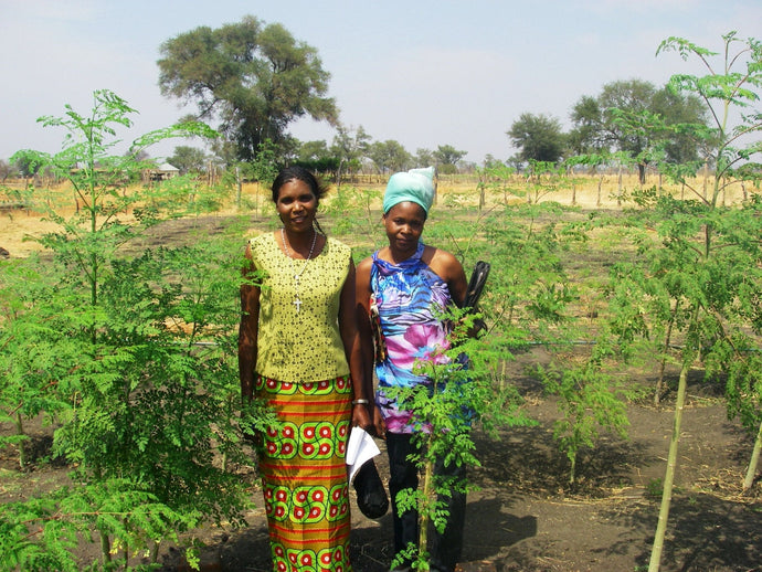 Uses of Moringa Around the World